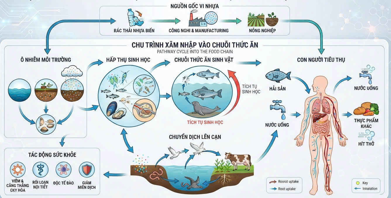 Rác thải nhựa và hạt vi nhựa đang thâm nhập vào cơ thể con người như thế nào? - Ảnh 1.