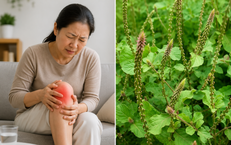 Lương Y Phạm Đức Tuấn: Hành Trình Đầy Ấn Tượng Trong Nghề Đông Y