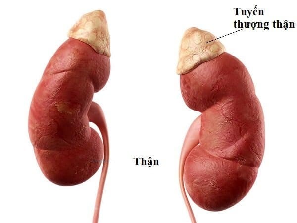 Phát Hiện Sớm Dấu Hiệu Suy Tuyến Thượng Thận Ở Trẻ Em: Những Điều Cha Mẹ Cần Biết