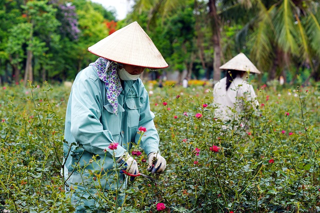 Công viên Thống Nhất chuẩn bị gì trước đại lễ 2/9- Ảnh 3. Công viên Thống Nhất chuẩn bị gì trước đại lễ 2/9- Ảnh 3.
