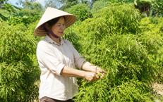 Người Trên 50 Tuổi: Thời Điểm Nào Không Nên Uống Trà Xanh?