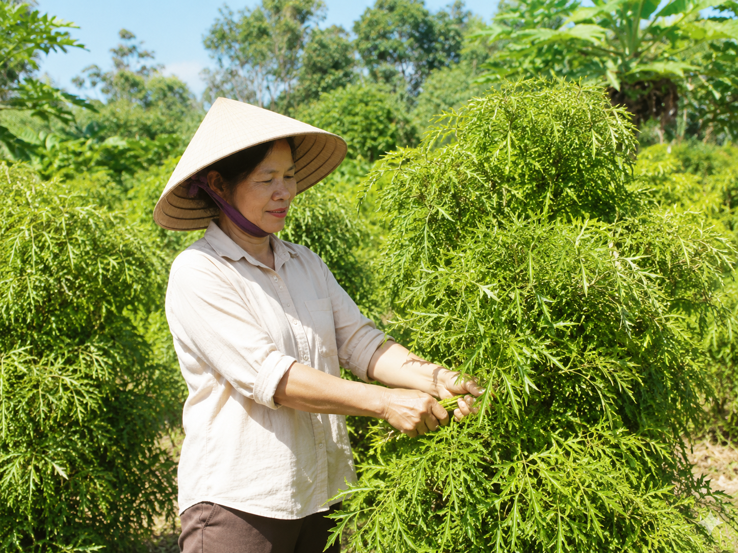 Thời điểm thu hái lá đinh lăng tốt nhất trong ngày là từ 9-11 giờ. Ảnh AI