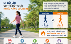 Khám Phá Rễ Cỏ Xước: Lợi Ích Sức Khỏe Đáng Chú Ý