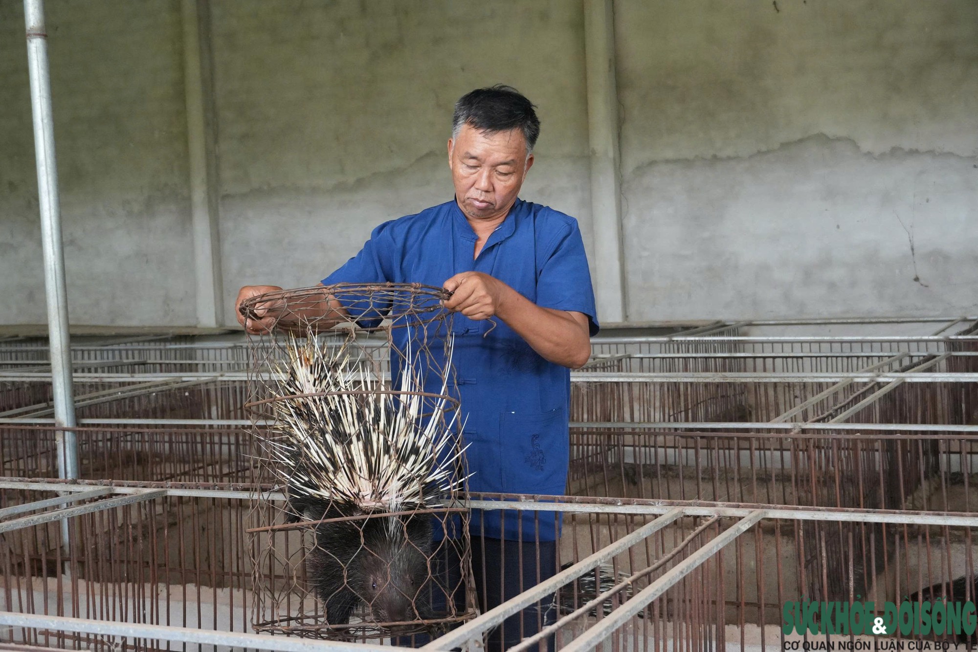 Đàn nhím hiện tại của ông Ái Đàn nhím hiện tại của ông Ái