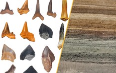 Người Đàn Ông Mỹ Chia Sẻ Ước Nguyện Hiến Tạng Sau Khi Nhận Được Sự Cứu Trợ Từ Quân Y