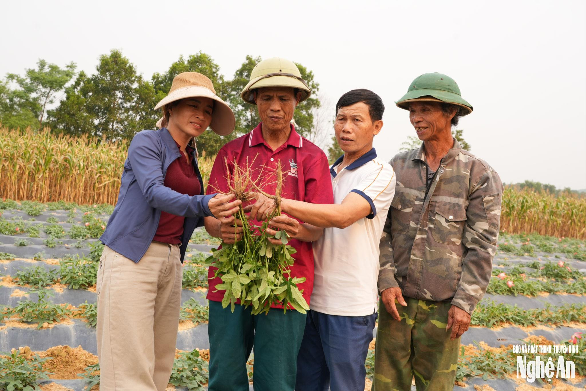 Khám Phá Tiềm Năng Ngành Dược Liệu Nghệ An: Định Hướng Bền Vững