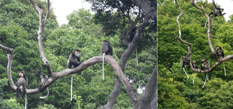 Khám Phá Thế Giới Động Vật Quý Hiếm Tại Rừng Núi Chúa - Ảnh 2.