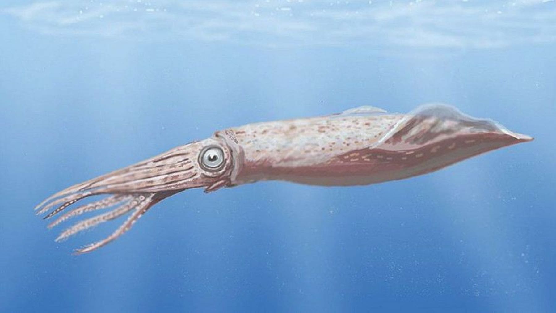 Minh họa loài mực Mobydickia poseidonii. Hình minh họa loài mực Mobydickia poseidonii.