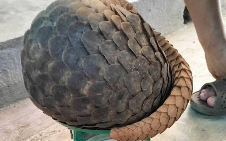 Tê tê quý hiếm 'đi lạc' giữa phố- Ảnh 2.