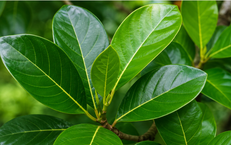 Những Đối Tượng Cần Tránh Sử Dụng Cỏ Xước