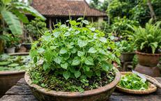Khám Phá Sức Mạnh Cơ Đùi: Bí Quyết Sống Khỏe, Sống Lâu