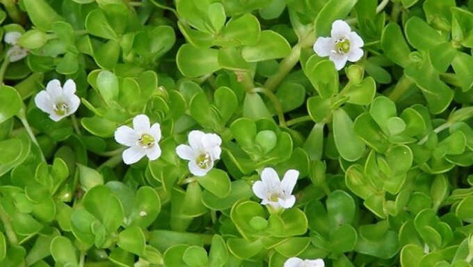 Khám Phá Rau Đắng Biển – Giải Pháp Tăng Cường Trí Nhớ Cho Bạn