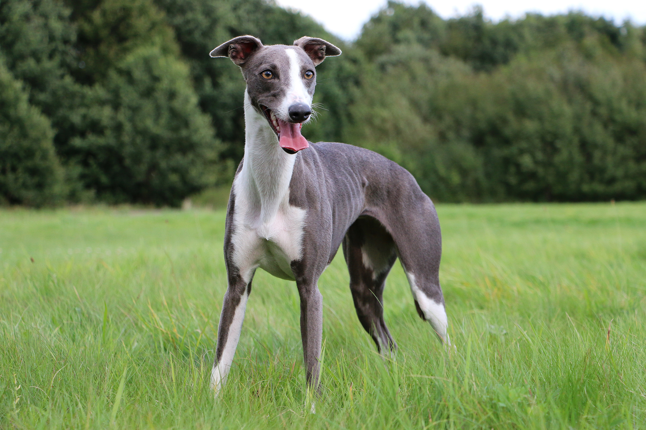 whippet-1-17860149242451089634408 Đột biến gen Hercules không chỉ xuất hiện ở người hay chuột mà còn được ghi nhận trên loài chó đua whippet. Ảnh: PetSure