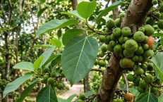 Những Thói Quen Vàng Để Cải Thiện Giấc Ngủ Và Sức Khỏe Não Bộ